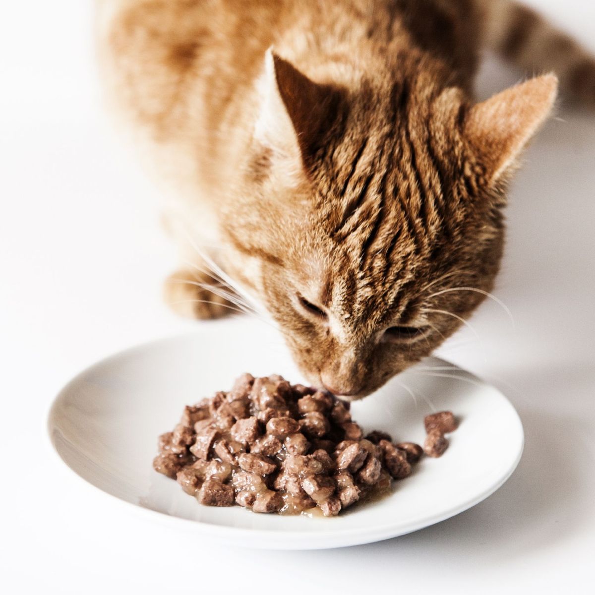 Promos Hill's Boutique 20 Promos Hill's Boutique -Promos Hill's Boutique alimentation pour chat maison ou industrielle e2af07e2851267a9